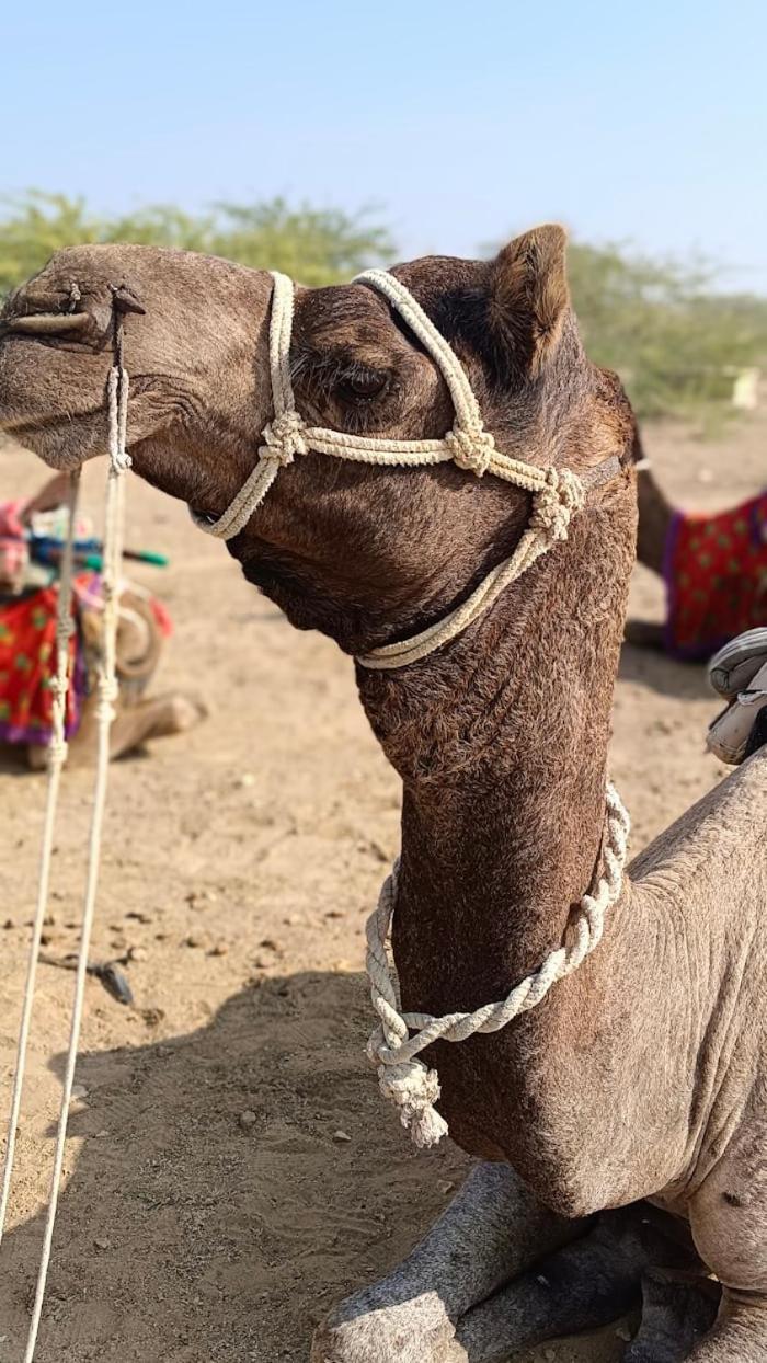 Desert Holiday 斋沙默尔 外观 照片